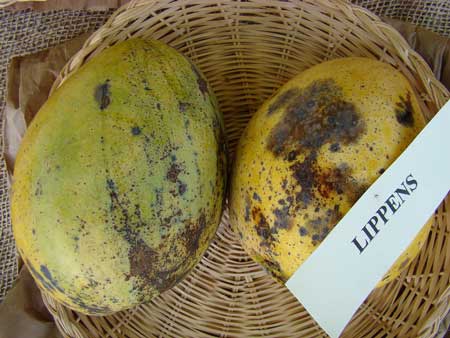 Lippens Mango 