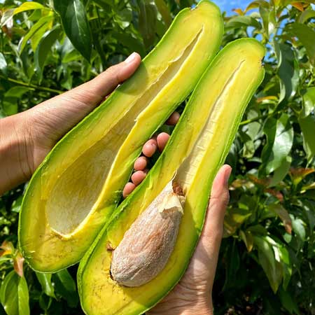 Long Neck Avocados