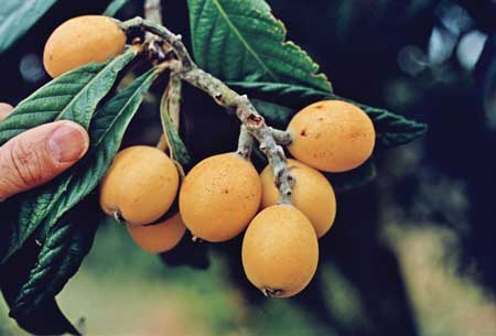 Loquat  