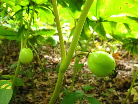 Mayapple  