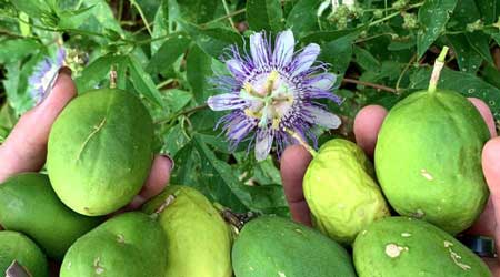 Maypop  