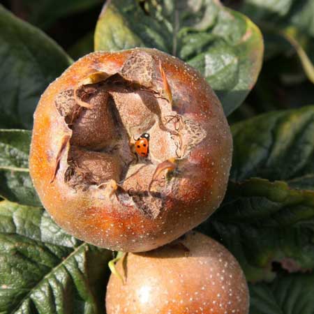 Medlar  