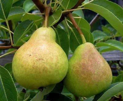 Merton Pride Pear