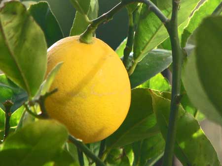 Meyer Lemon 