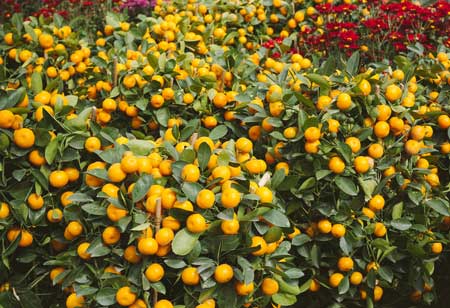 Mini-Mandarin Oranges 