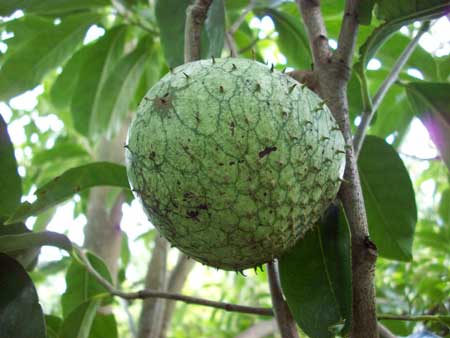 Mountain Soursop 