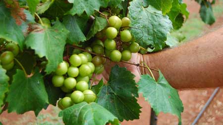 Muscadine Grape 