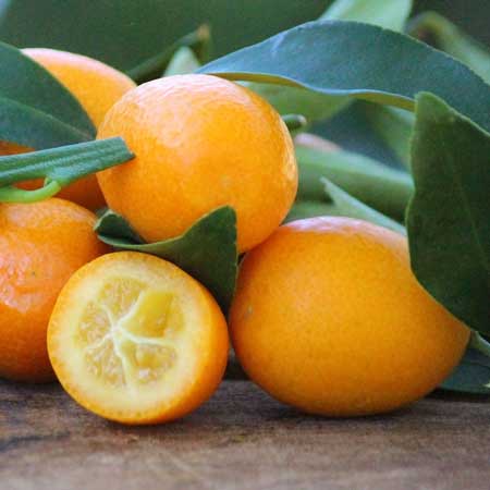 Nagami Kumquat