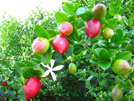 Natal Plum