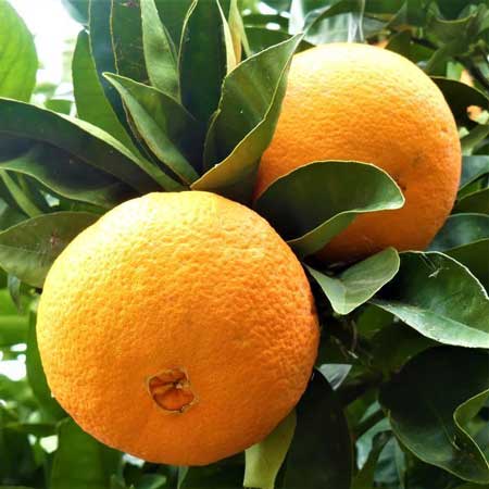 Navel Orange 