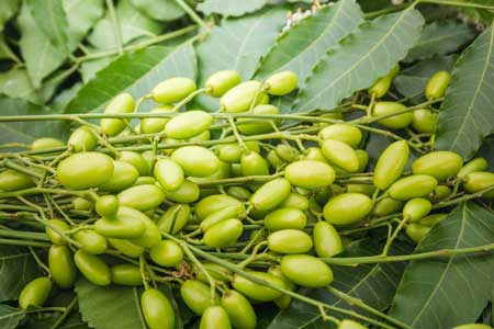 Neem