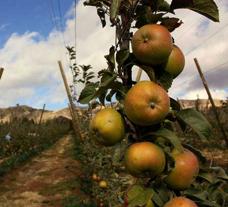 Newtown Pippin Apple