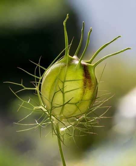 Nigella  