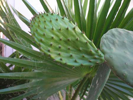 Nopales