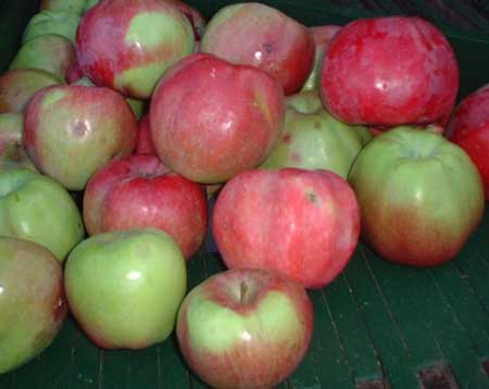 Northern Spy Apple