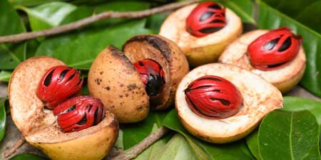Nutmeg