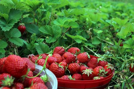 Ogallala Strawberry 