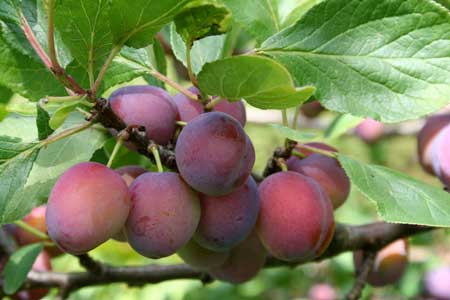 Opal Plum 