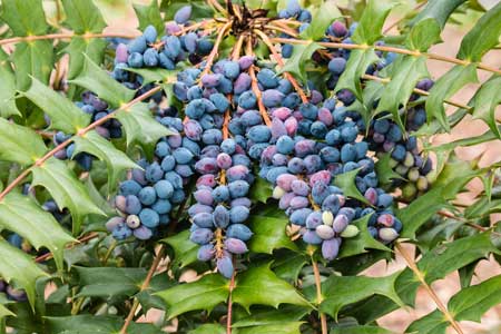 Oregon Grape 