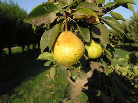 Orient Pear 