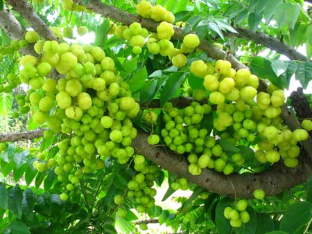 Otaheite Gooseberry 