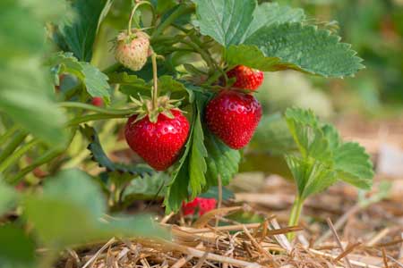 Ozark Beauty Strawberry