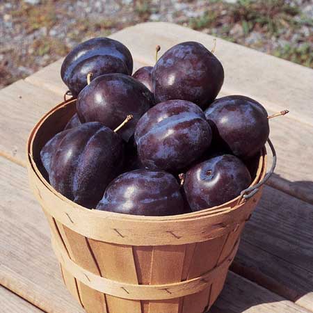 Ozark blue plum