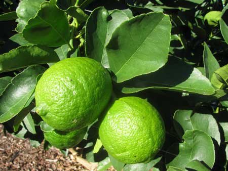 Persian Lime 