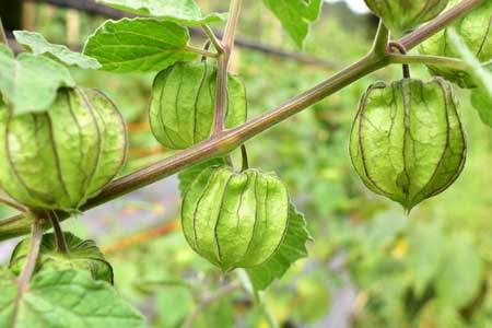 Physalis  