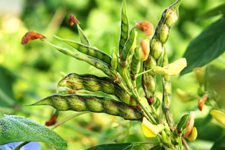 Pigeon Pea 