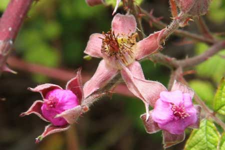 Pink Flowered Native