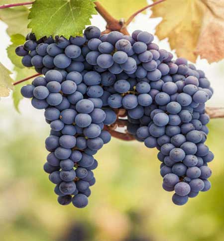 Pinot Noir Grape