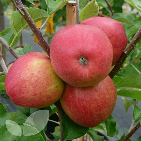 Pinova Apple 