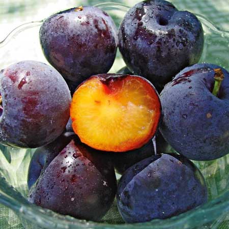 Plumcot  