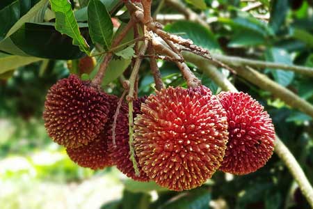 Pulasan  