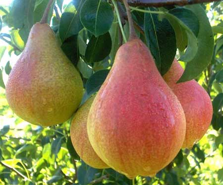 Queen's Forelle Pear