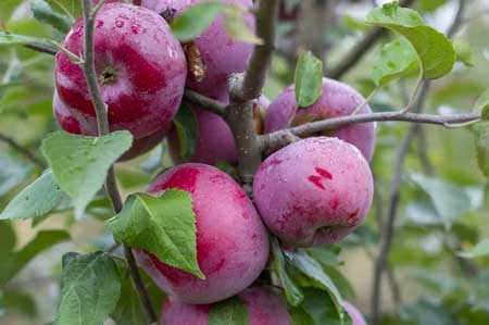 Querina Apple 