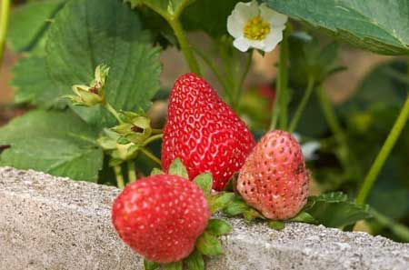 Quinault Strawberry 