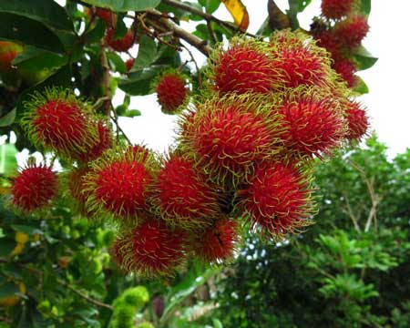 Rambutan  