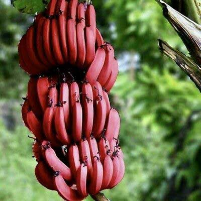 Red Banana 