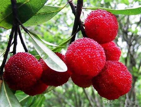 Red Bayberry 