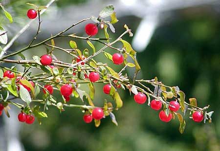 Red Huckleberry 