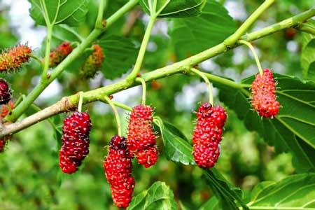 Red Mulberry 