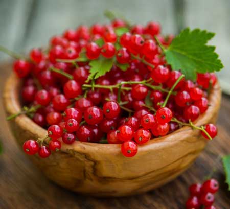 Red currant 