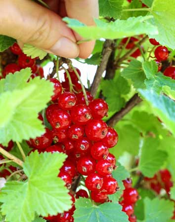 Redcurrant  