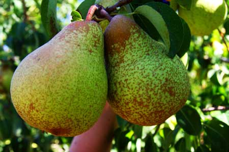 Rocha Pear 