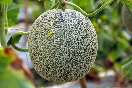 Rockmelon  