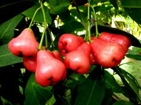 Rose Apple 