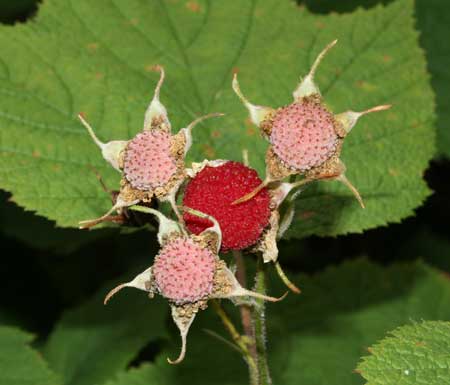Rubus parviflorus 