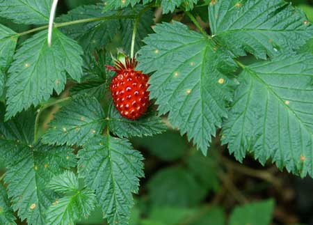 Salmonberry  